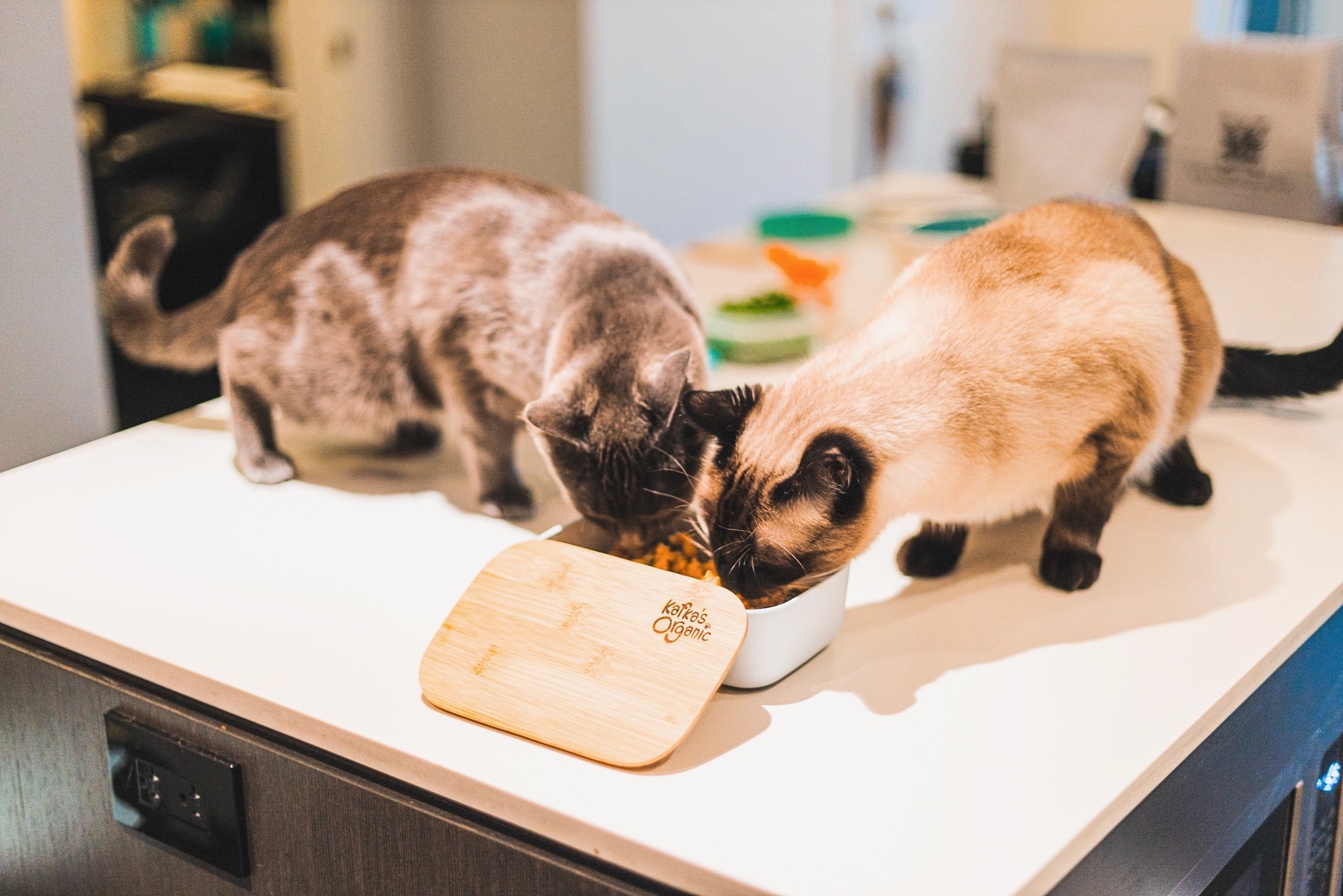 two cats eating fresh food