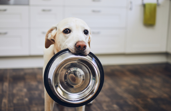 Dog with empty food bowl