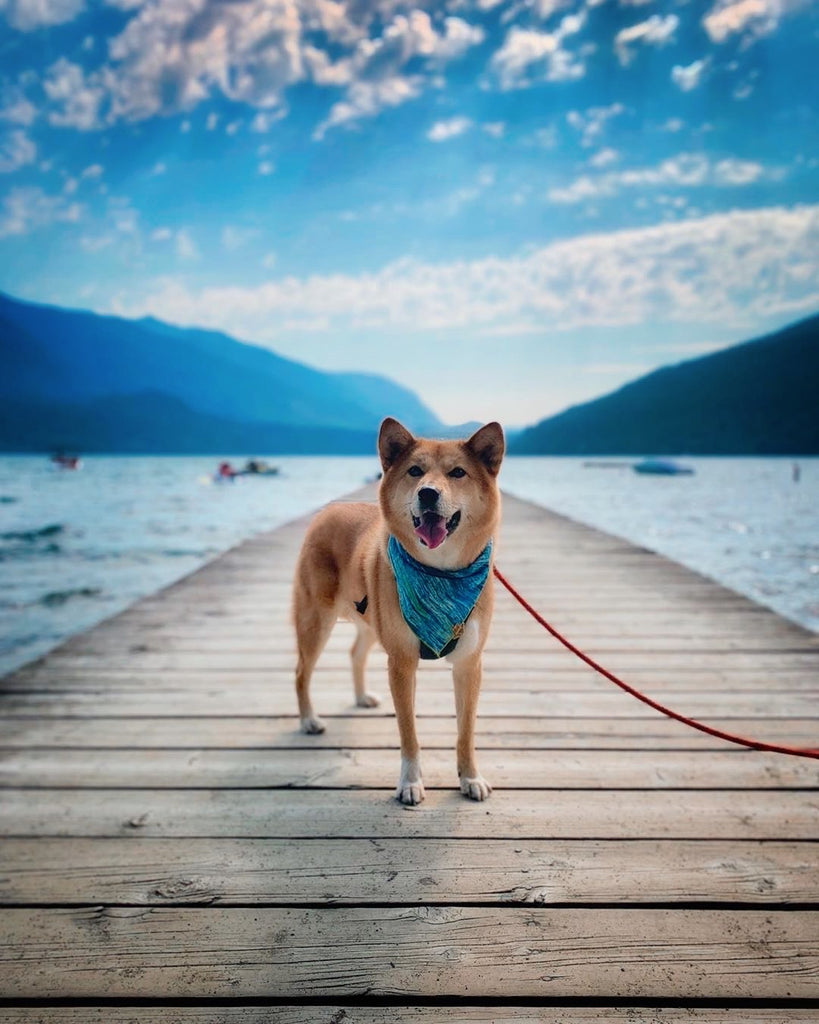 dog-friendly-camping-in-bc-cultus-lake