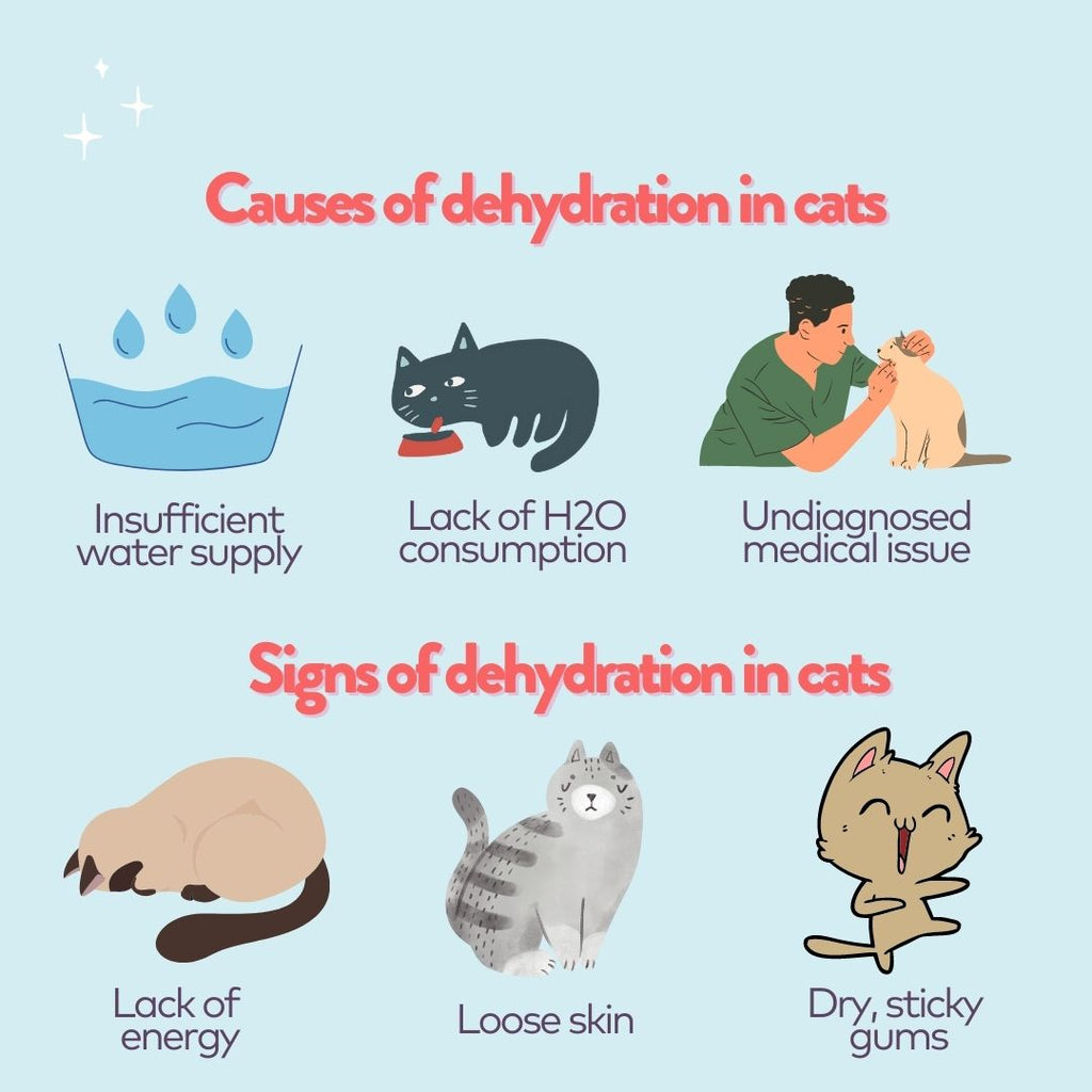 infographic of causes and signs of dehydration in cats
