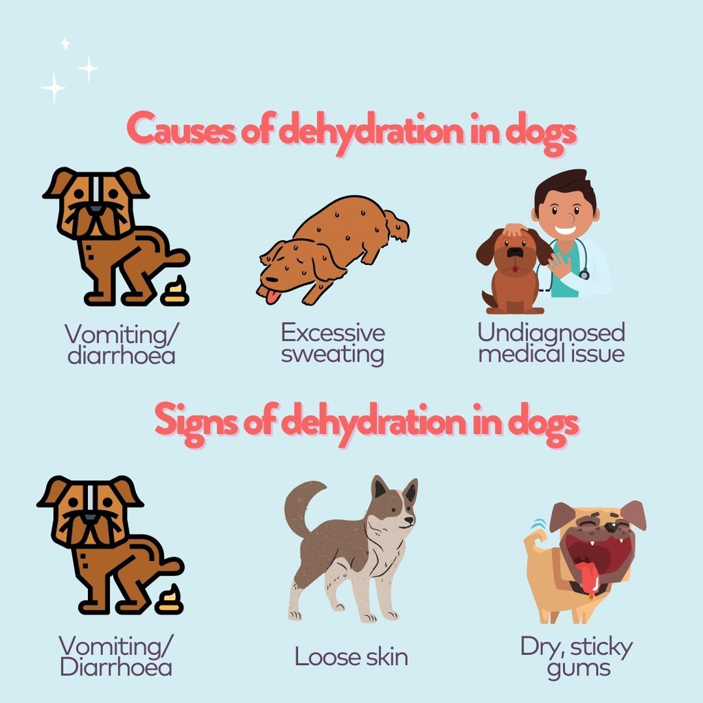 Infographic of signs and causes of dehydration in dogs 