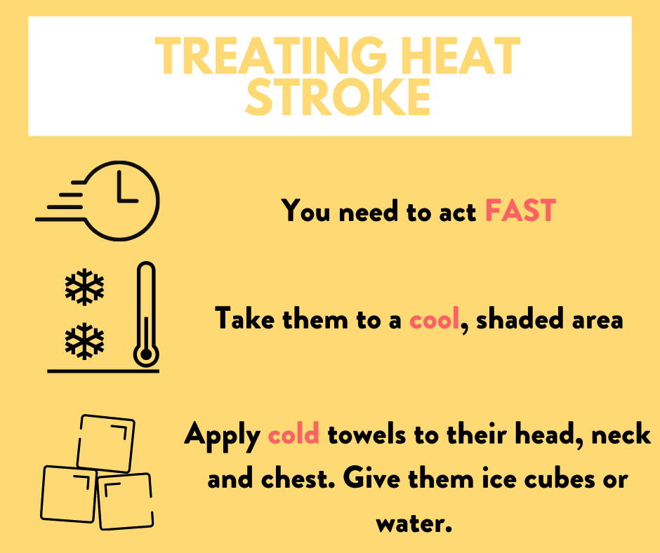 infographic about treating heatstroke in pets