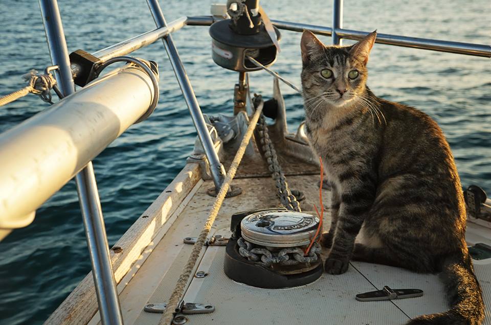 cat sailing