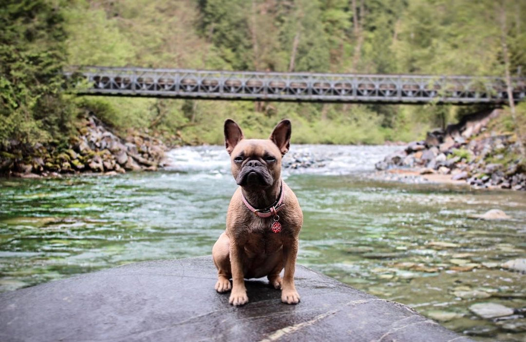 dog-friendly-camping-in-bc-golden-ears