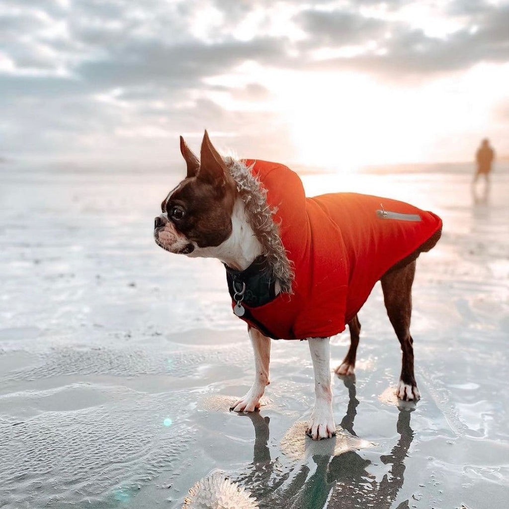 A dog standing on Chestermans Beach in a jacket