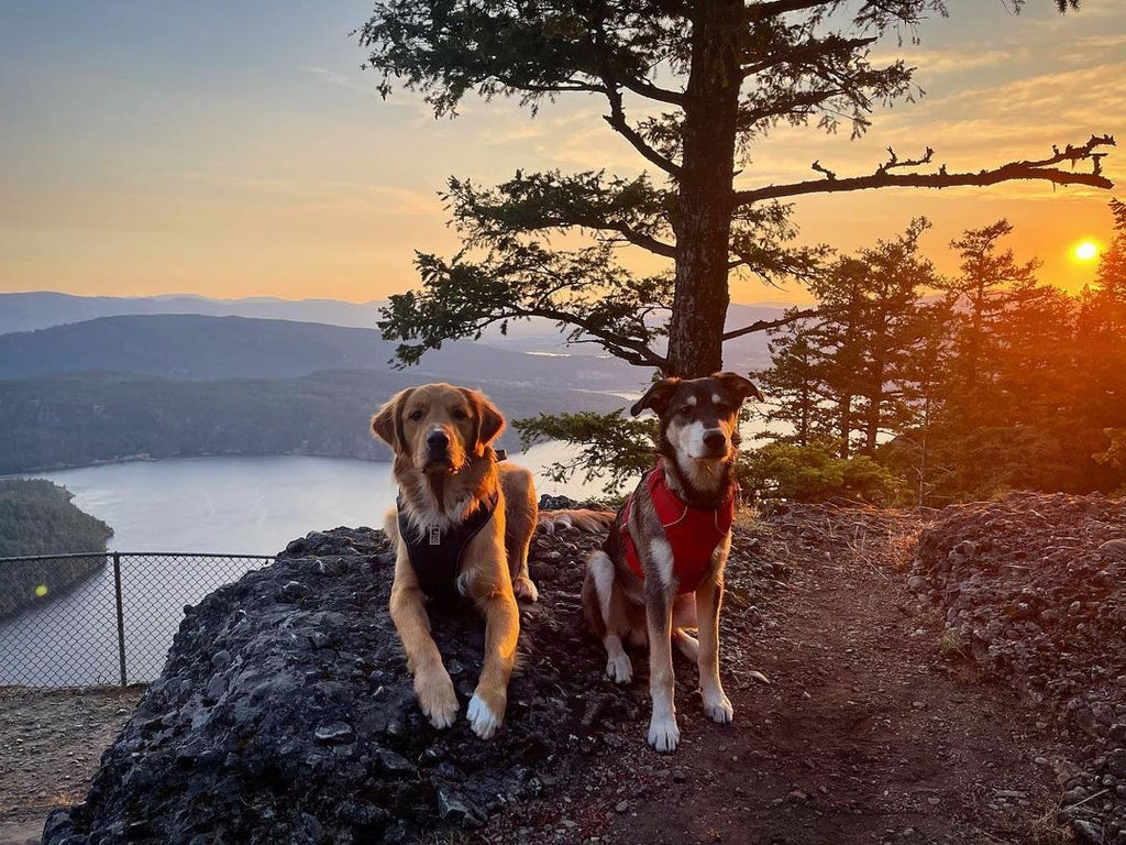 two dogs at salt spring island in Vancouver at sunset