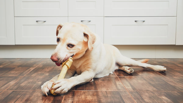 dog eating a rawhide chew