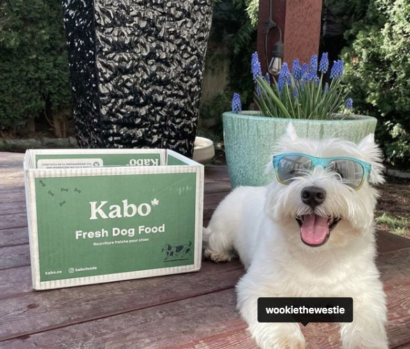 Dog is laying on a deck with a box of Kabo Fresh pet food sitting next to him