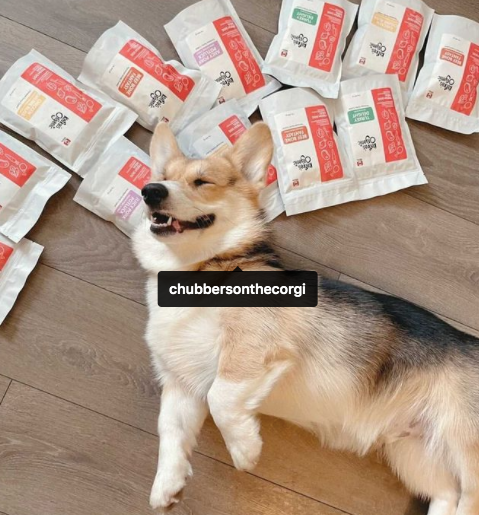 dog is laying on the ground surrounded by a bags of kafkas organic fresh pet meals