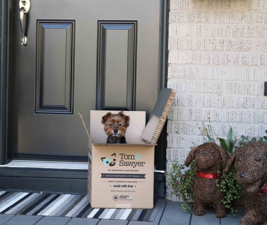 small dog is sitting in a Tom and Sawyer fresh pet food delivery box on the front step of a house