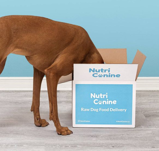 dog is sticking his head inside a box of Nutricanine raw pet food delivery 