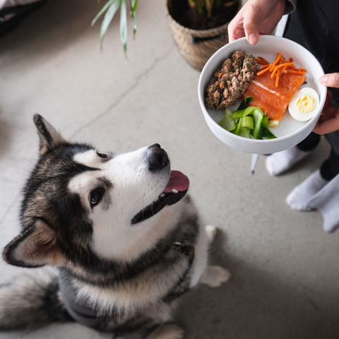 malamute lookin at fresh food