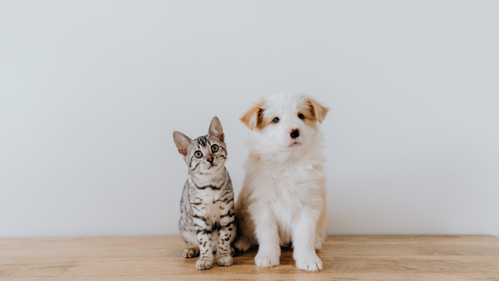 kitten and puppy sitting side by side