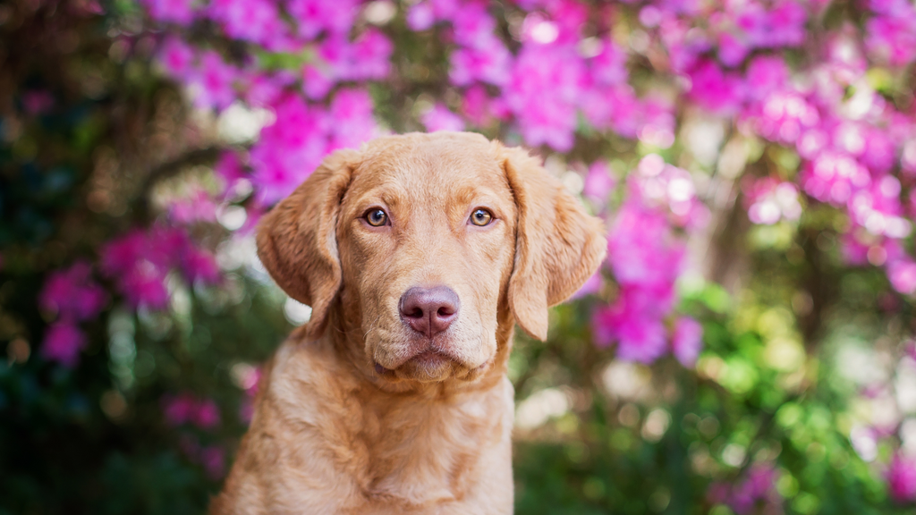lab puppy in front of flowers