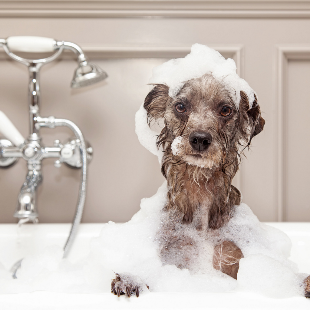 a dog in a bathtub with bubbles all over it 