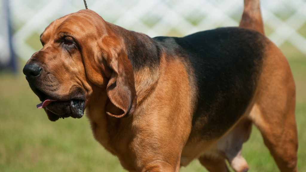 bloodhound