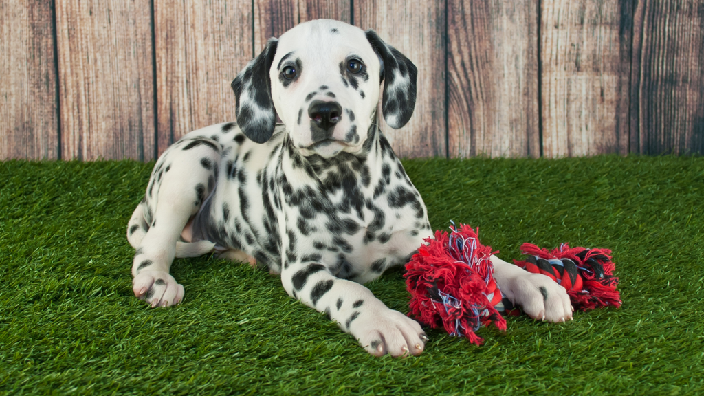 dalmatian puppy