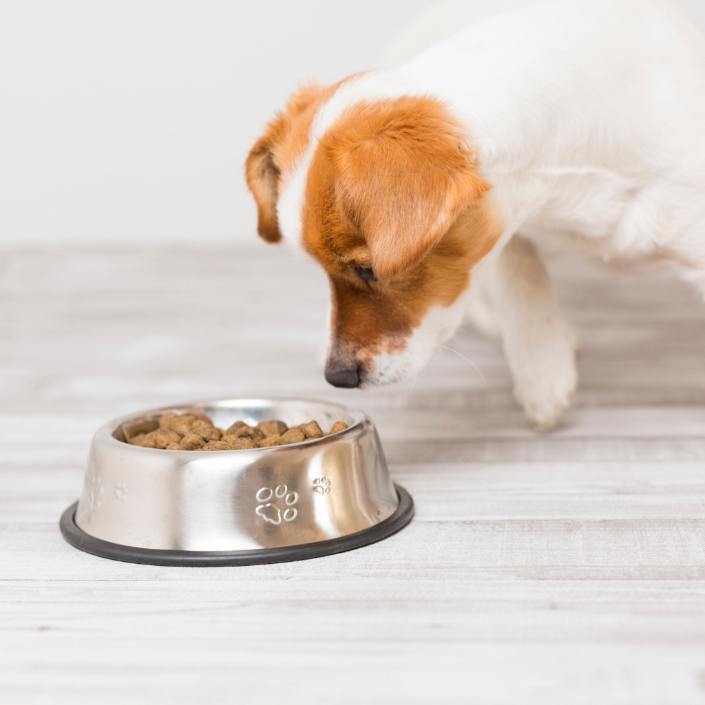 a dog looking into his food bowl 