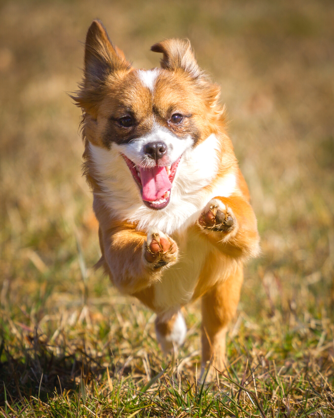 happy dog running