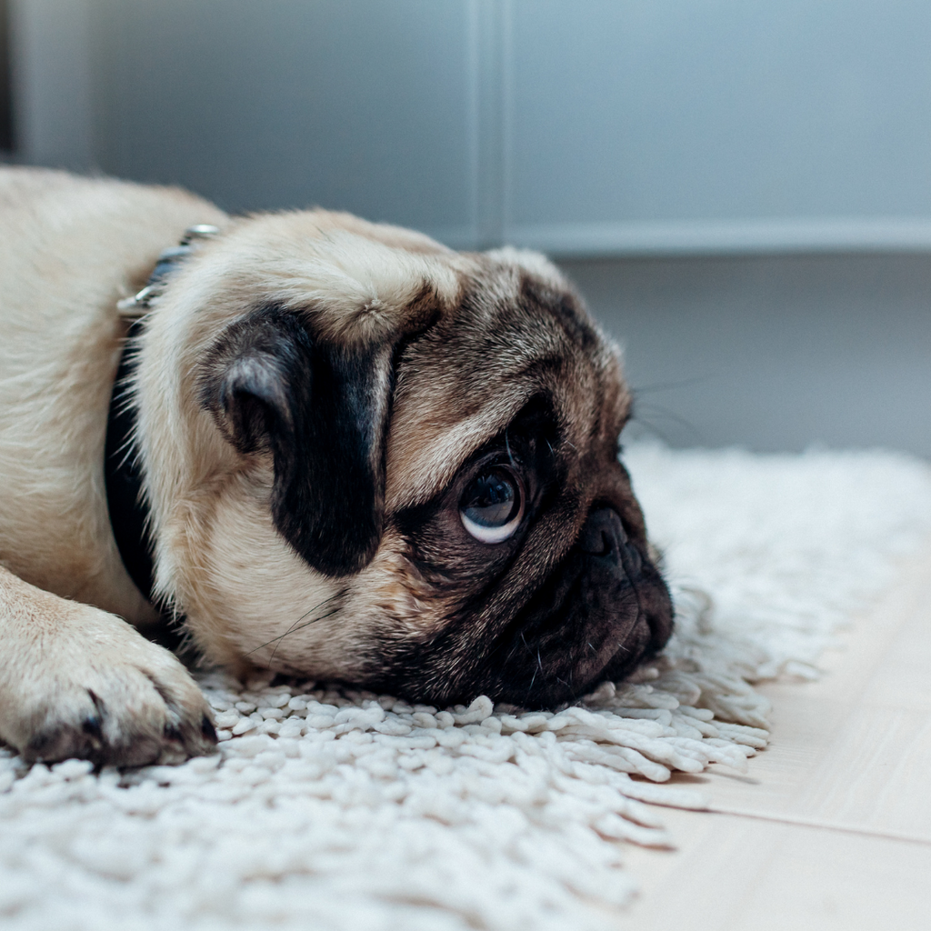 dog laying on the carpet looking very sad