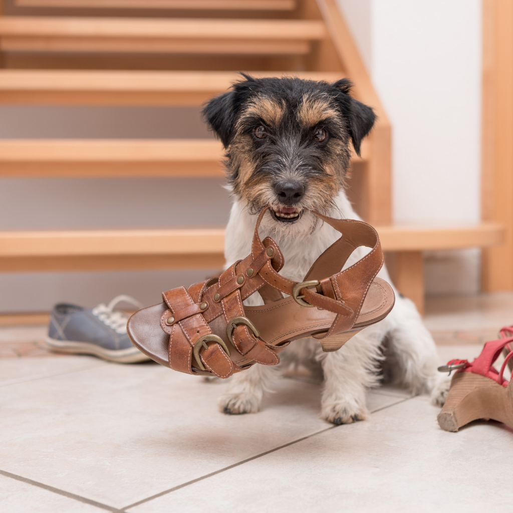 dog chewing on its owners high heel shoes