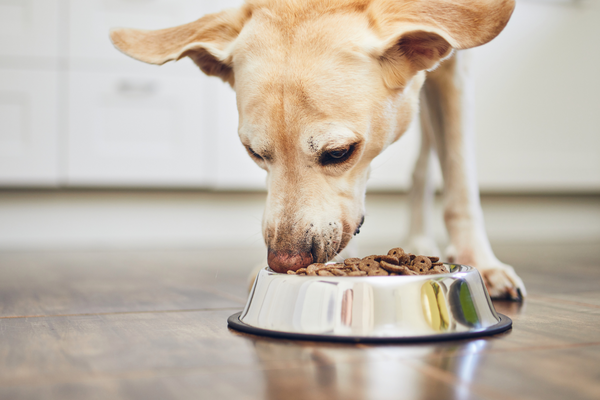 Dog-Eating-Dry-Food