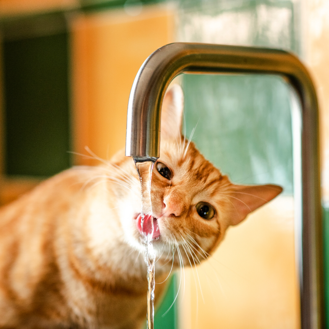 Cat drinking from the tap