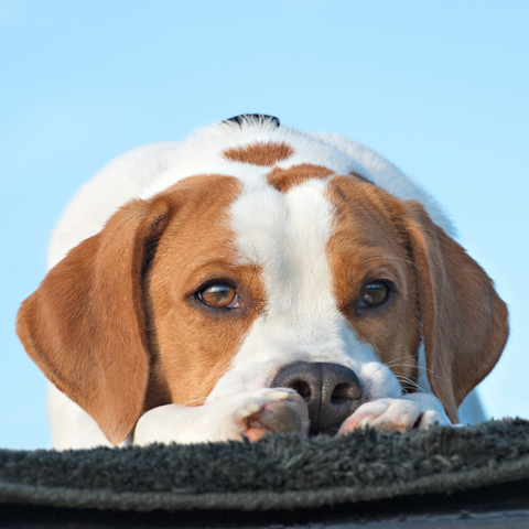 Dog resting on his paws