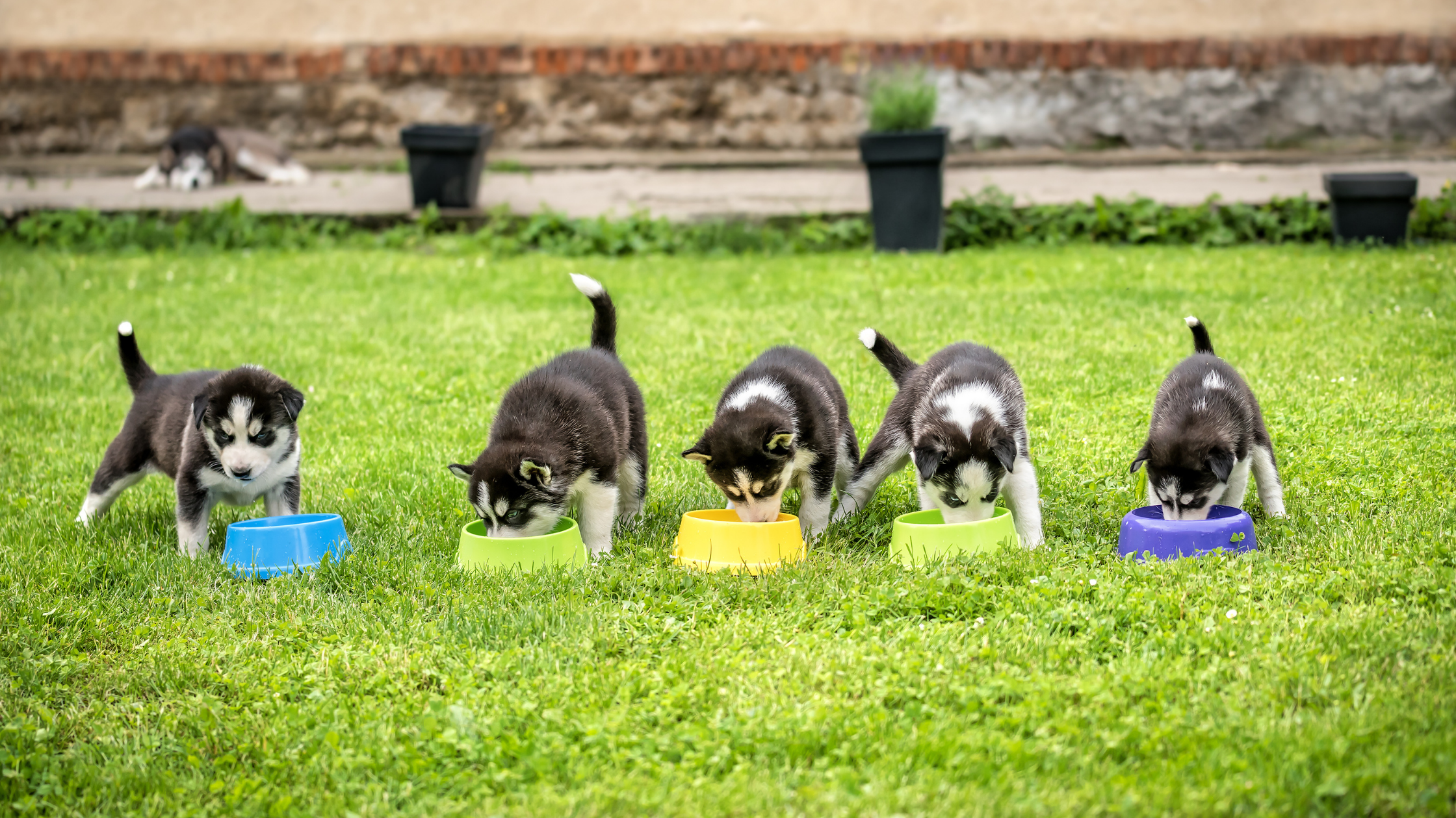 Husky puppies eating in a row