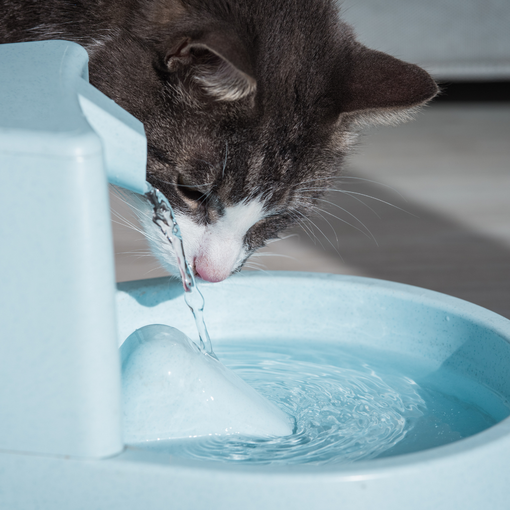 cat looking at a cat water fountain