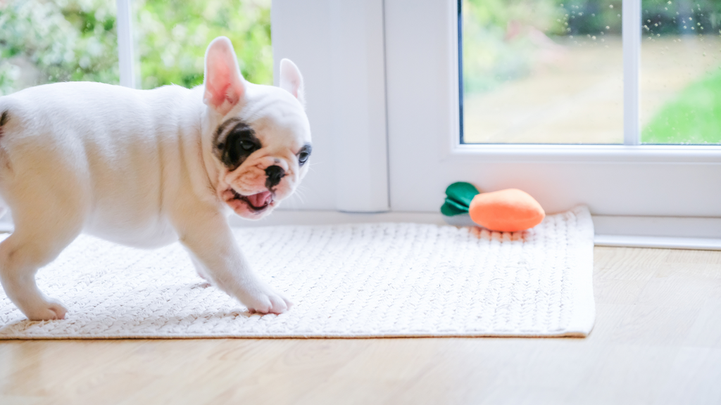 Frenchie puppy