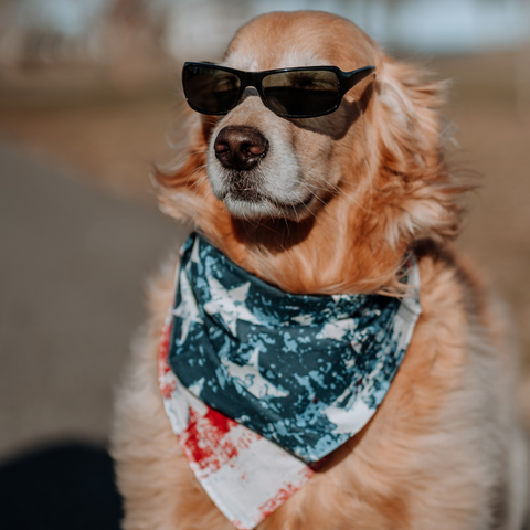 A golden retriever is wearing a pair of sunglasses and a USA branded bandana 