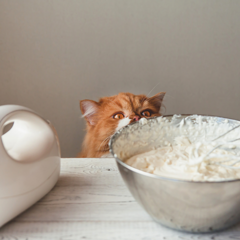 Cat is peeking over a kitchen counter where there has been a mixing bowel left unattended