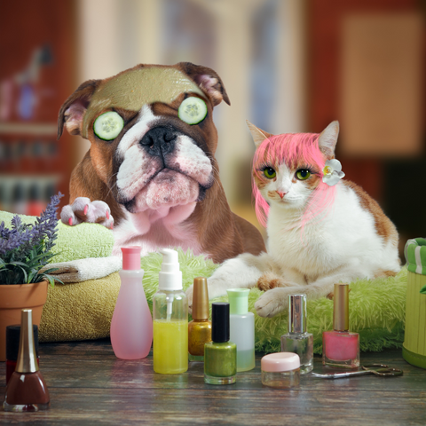 A cat and dog are sitting having appeared to just undergone a makeover and are currently having a spa day. There are nail polish bottles on the counter in front of them