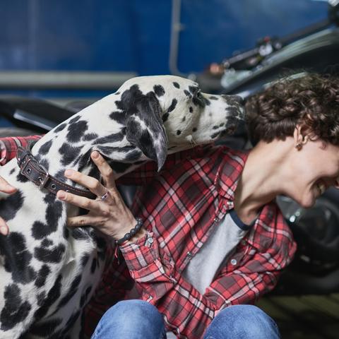 A Dalmatian is kissing a mans cheek