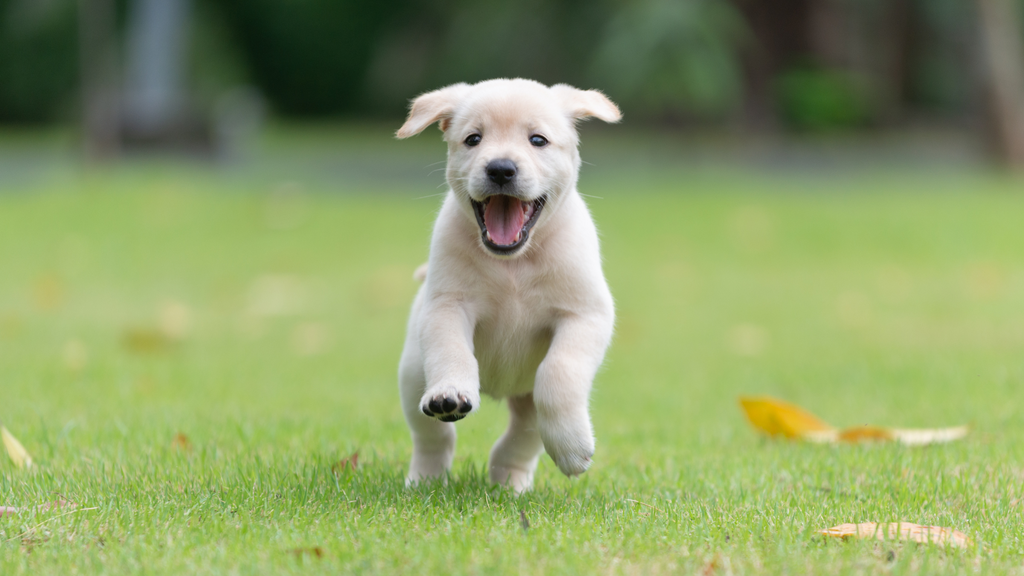 happy yellow lab puppy