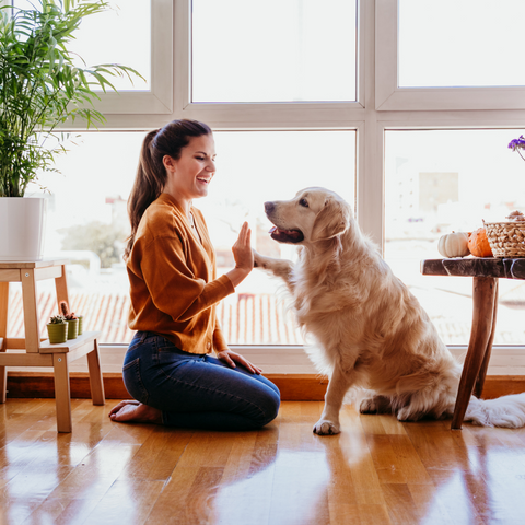 A woman is kneeling on the floor with her dog. The dog is sitting in front of her and they are touching hands and paws.