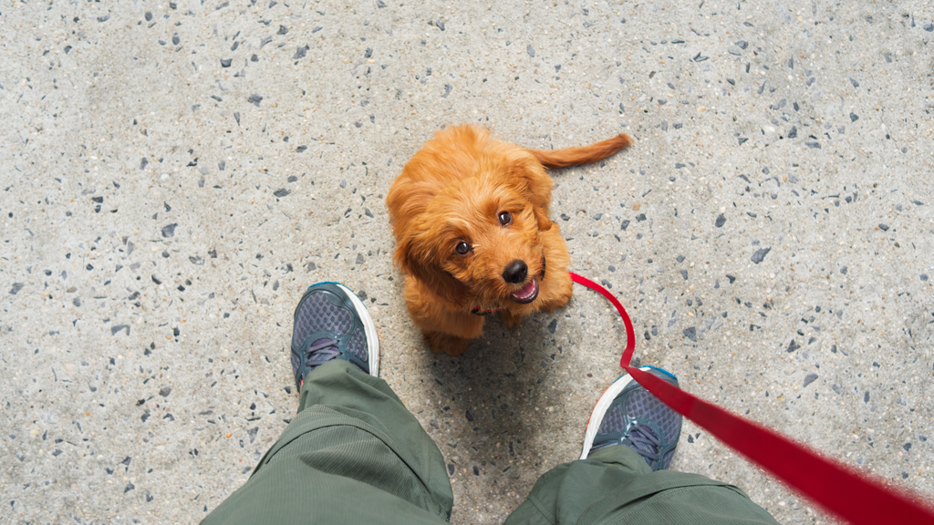 puppy learning to walk on leash