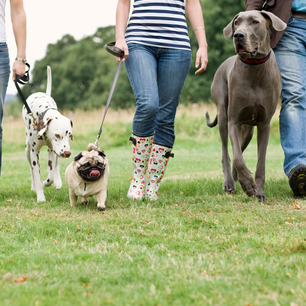 dogs and their owners walking in a park