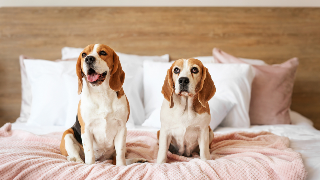 Beagles on a bed