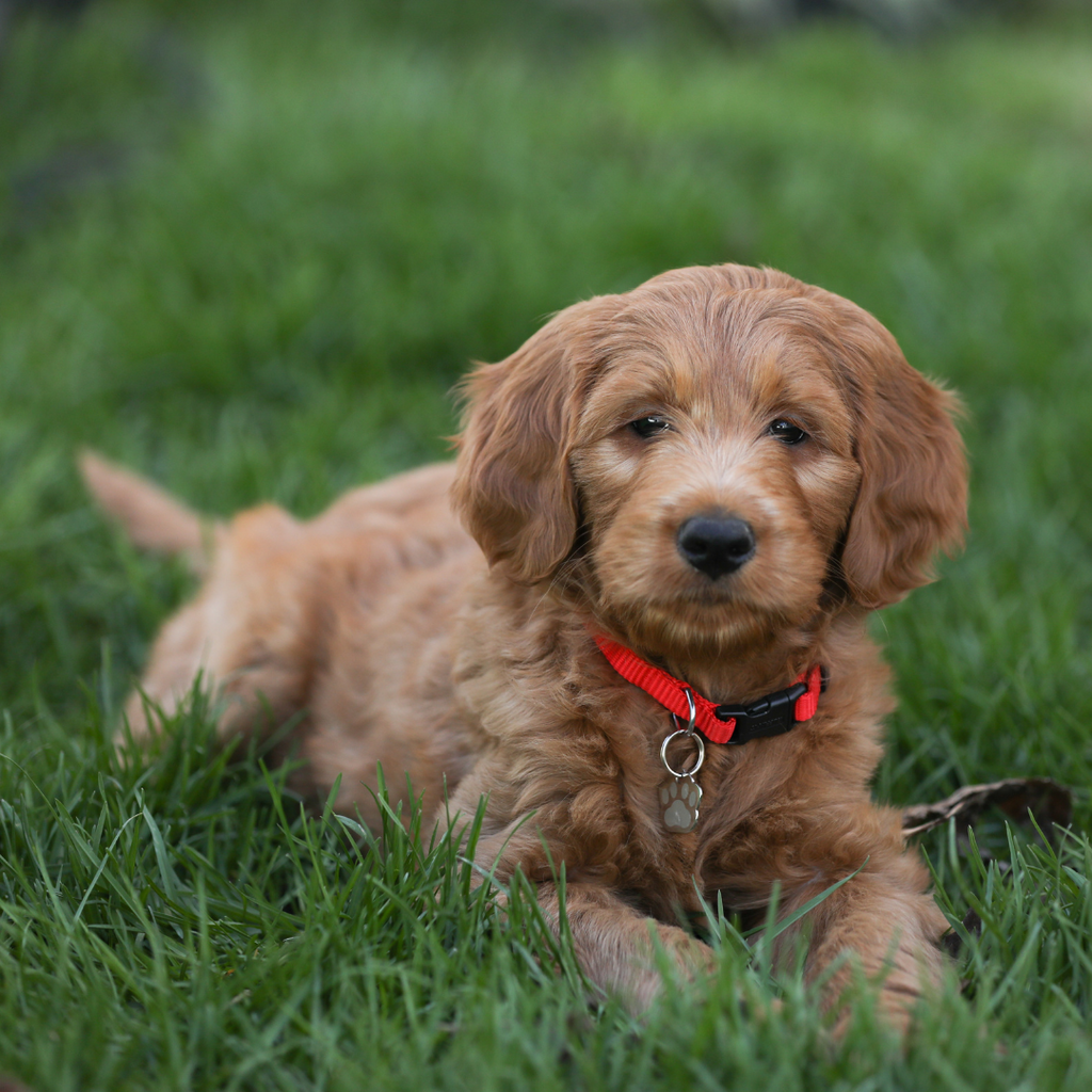a golden doodle puppy laying in the grass