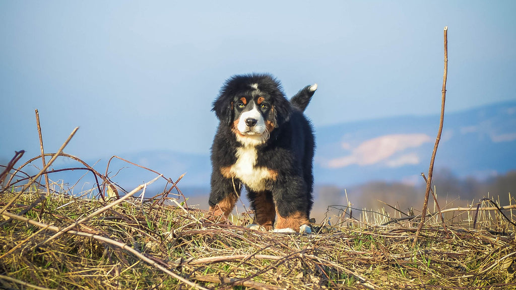 Bernese Mountain Dog Puppy