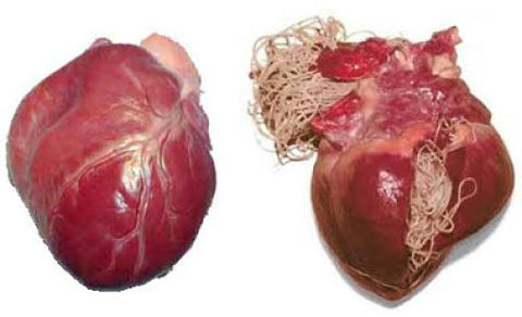 heartworm in dogs