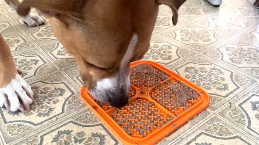 dog licking a mat with kafkas organic fresh pet meals on it