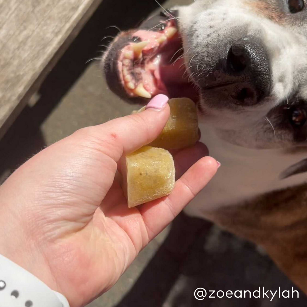 Person feeding a dog some bone broth ice cube treats