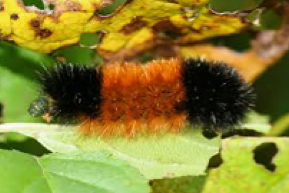 Woolly Bear Caterpillar