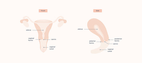 Anatomy of a vagina