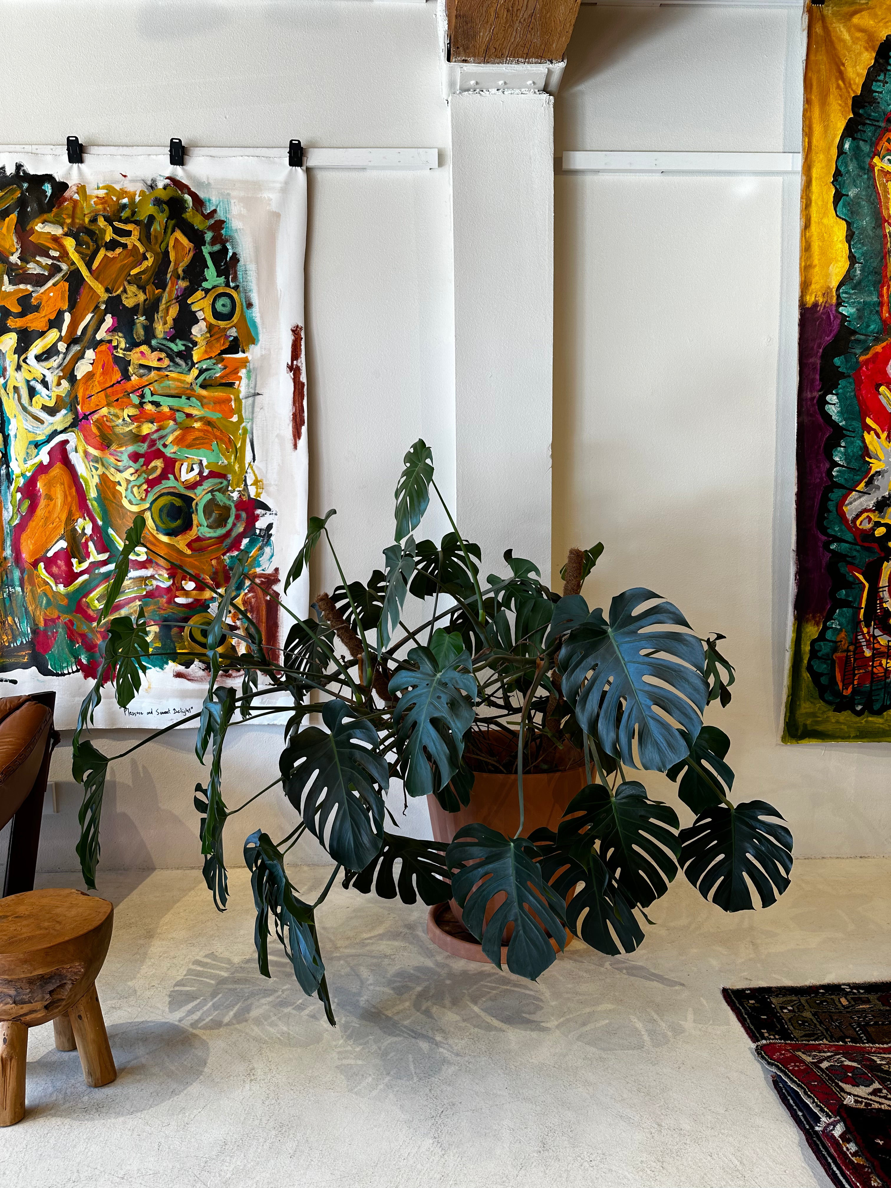 Monstera plant - Local pick up only