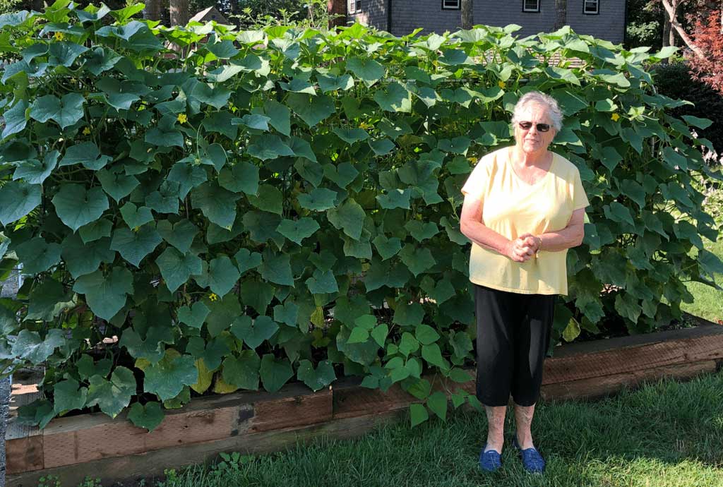 Proud gardener standing next to their cucumber yield 