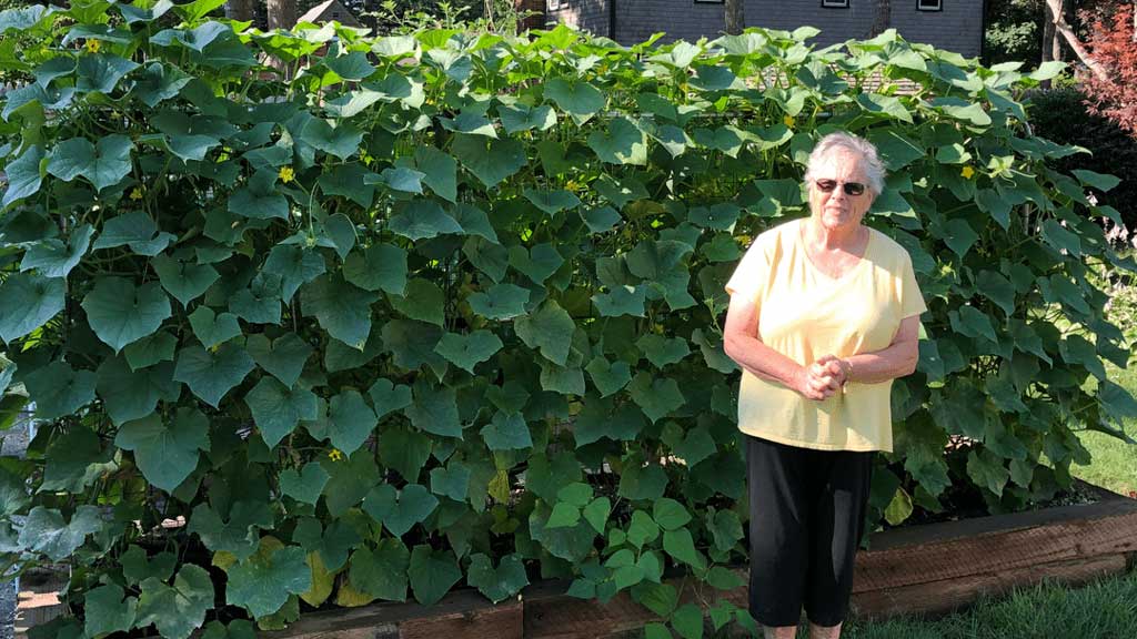 Proud gardener standing next to their cucumber garden